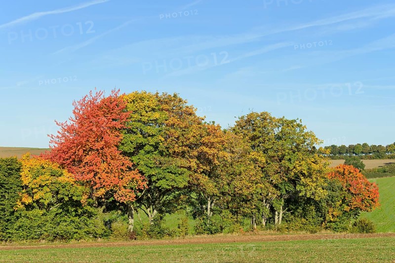 Row of trees, cherry (Prunus) and maple (Acer) with autumn leaves at the edge of a field, blue sky, North Rhine-Westphalia, Germany, Europe
