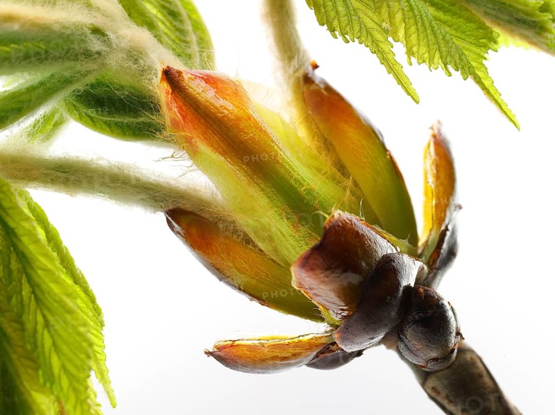 Chestnut, common horse-chestnut (Aesculus hippocastanum), sticky bud with young leaves, fine hairs to protect the young shoots, macro photograph