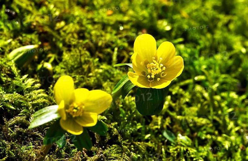 Winter aconites (Eranthis hyemalis), Germany, Europe