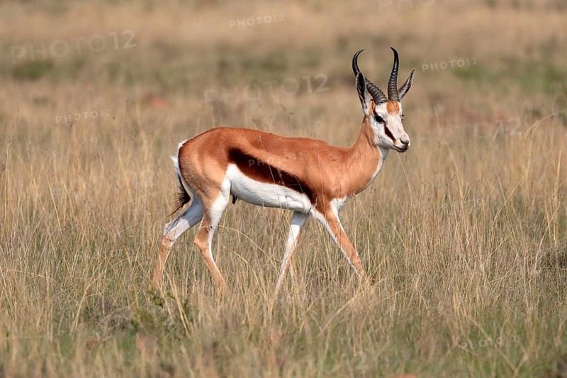 Springbok (Antidorcas marsupialis), adult, male, foraging, running, Mountain Zebra National Park, Eastern Cape, South Africa, Africa