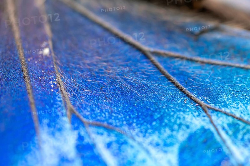 Detail of the butterfly wing of a Morpho helenor, Anaxibia morpho butterfly, Alajuela province, Costa Rica, Central America