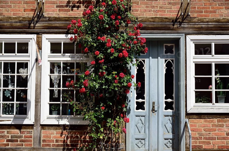 Europe, Germany, Mecklenburg-Western Pomerania, Bützow, half-timbered house with hollyhocks, beautiful entrance door, Bützow, Mecklenburg-Western Pomerania, Germany, Europe