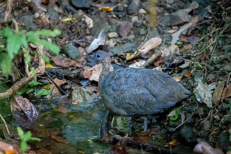 Thicket tinamou (Crypturellus cinnamomeus), standing in the water in the rainforest, Corcovado National Park, Osa, Puntarena Province, Costa Rica, Central America