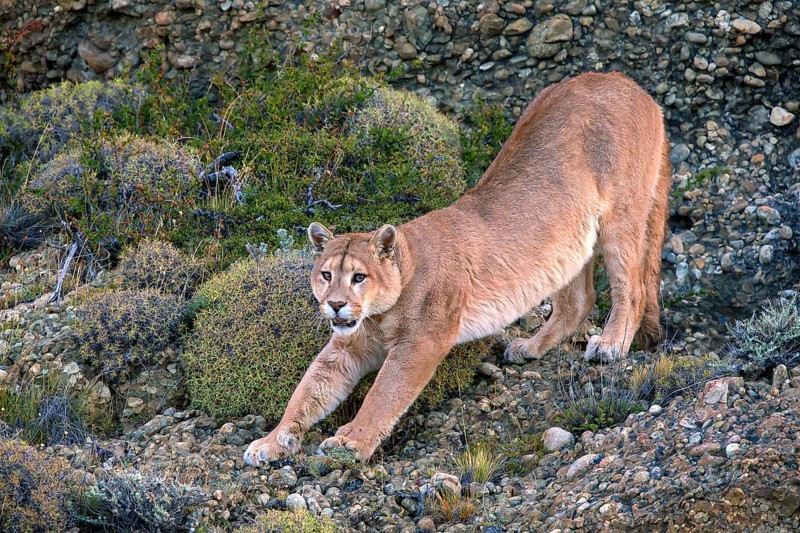 Cougar (Felis concolor patagonica) wbl. Torres del Paine NP, Chile, Torres del Paine NP, South America