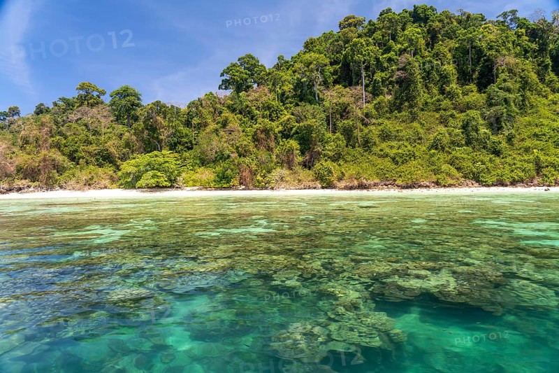 Coral reef on the dream beach of Ao-niang on the island of Koh Kradan in the Andaman Sea, voted the most beautiful beach in the world in 2023, Thailand, Asia