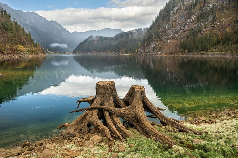 The Vordere Gosausee in autumn with a view of the Gasthof Gosausee. Two uprooted tree stumps in the foreground. Cloudy and blue sky. Reflection. Vorderer Gosausee, Gosau, Gosau Valley, Salzkammergut, Upper Austria, Austria, Europe