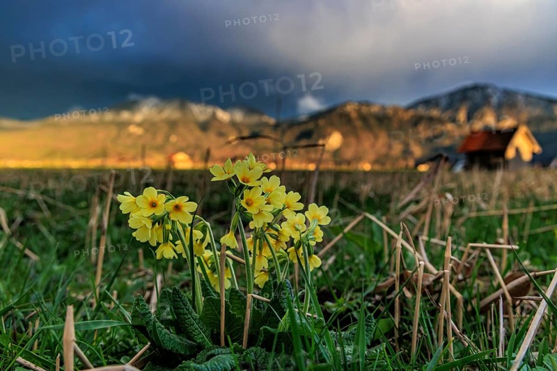 Common cowslip (Primula veris) in a meadow in front of a mountain landscape, storm clouds, thunderstorm, evening light, Loisach-Lake Kochel-Moore, Bavaria, Germany, Europe