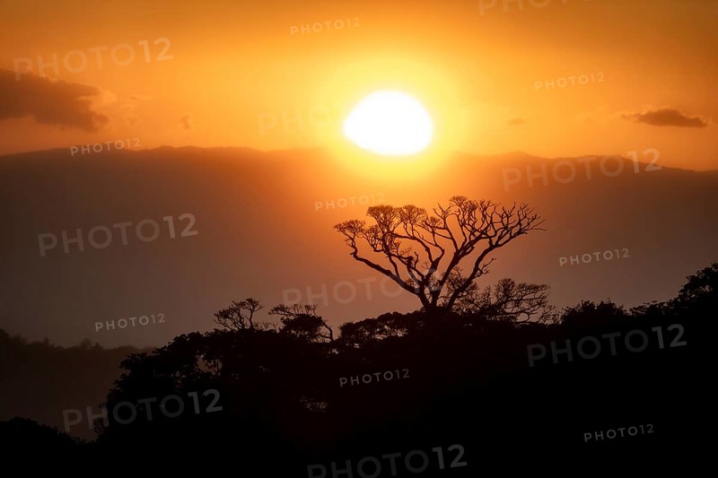 Treetops at sunset, silhouettes against the light, cloud forest, Monte Verde, Puntarenas province, Costa Rica, Central America