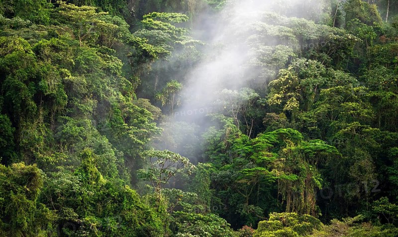 Fog drifts through the rainforest, treetops in the dense forest, mountain rainforest, Alajuela province, Costa Rica, Central America