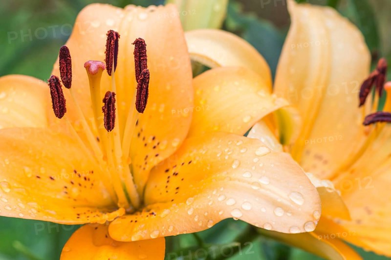 Colorful orange lily in a botanical garden