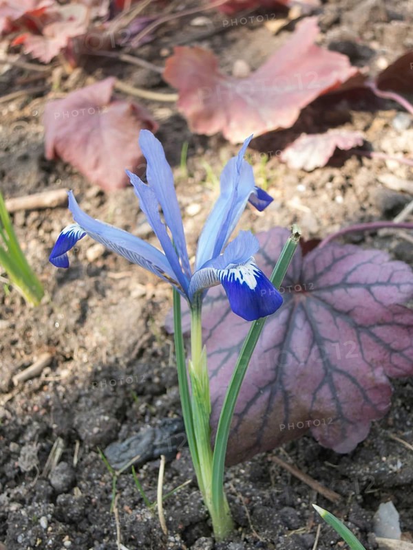 Iris blooming in the botanical garden in spring