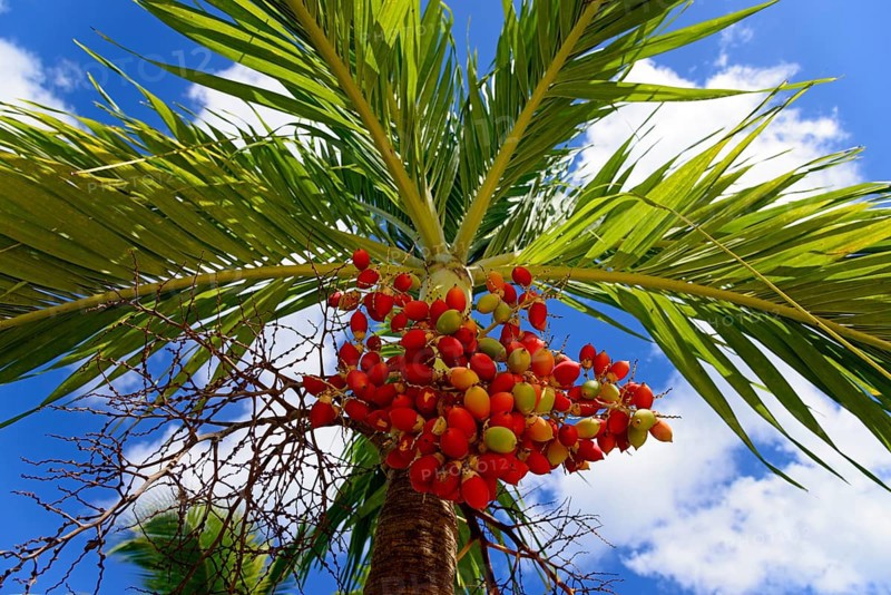 Sunlit view of a palm tree with striking red berries against a partly cloudy sky, Christmas palm, Manila palm (Adonidia merrillii), Bayahibe, Dominican Republic, Hispaniola, Caribbean, America, Central America