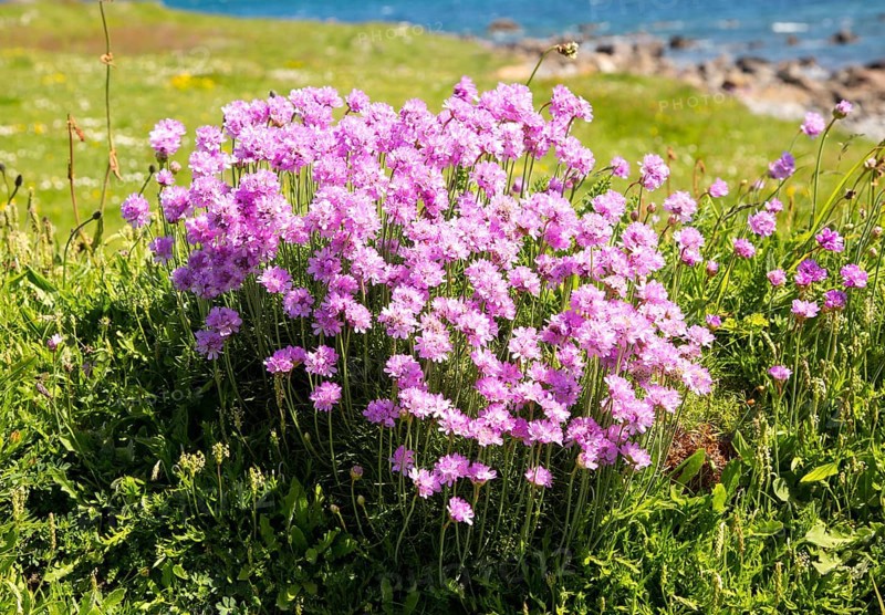 sea thrift (Armeria maritima), in flower, Lowland Point, Lizard Peninsula, Cornwall, England, UK