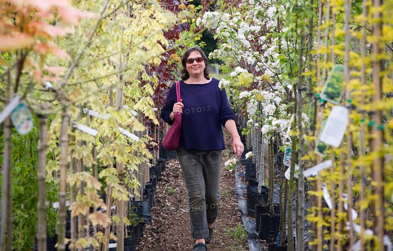 Model released woman walking past rows of colourful trees in blossom at a garden centre, UK