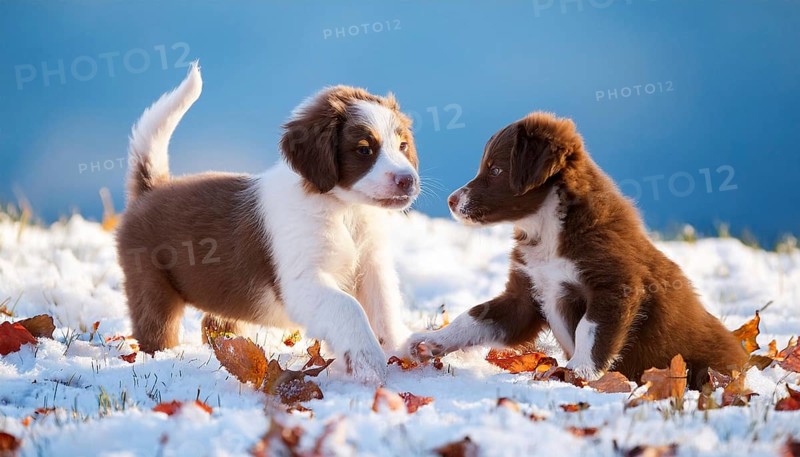 KI generated, dog, dogs, puppy, one, two, three, play, snow, winter, autumn leaves, blue sky, Kromfohrländer, Fox Terrier, (Canis lupus familiaris), German dog breed, rough coat, smooth coat, studio, AI generated