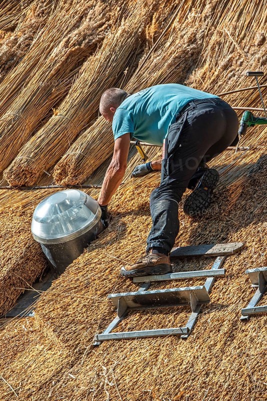 Thatch works by thatcher on thatched roof showing yelms, bundles of water reed used as roofing material for roof covering on traditional house