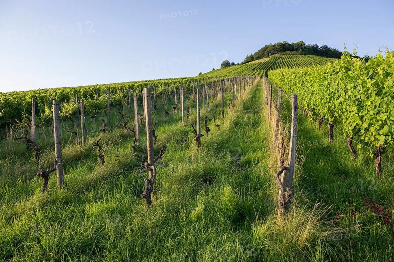 Vineyard at Korber Kopf is grubbed up due to uneconomical conditions, low yield, age, diseases, grubbing up, Korb im Remstal, Baden-Württemberg, Germany, Europe