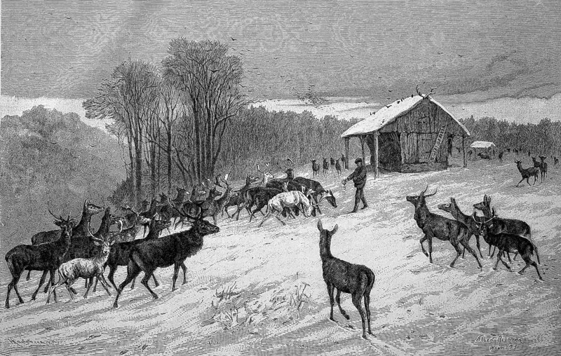 Winter feeding in the forest, deer, roe deer coming to the feeding trough, Historical, digitally restored reproduction from a 19th century original, Record date not stated