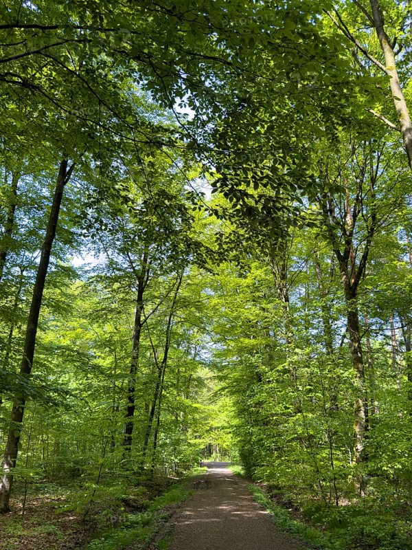Forest path through beech forest beeches (Fagus) trees deciduous trees sprouting leaves in green mixed deciduous forest in May spring, North Rhine-Westphalia, Germany, Europe