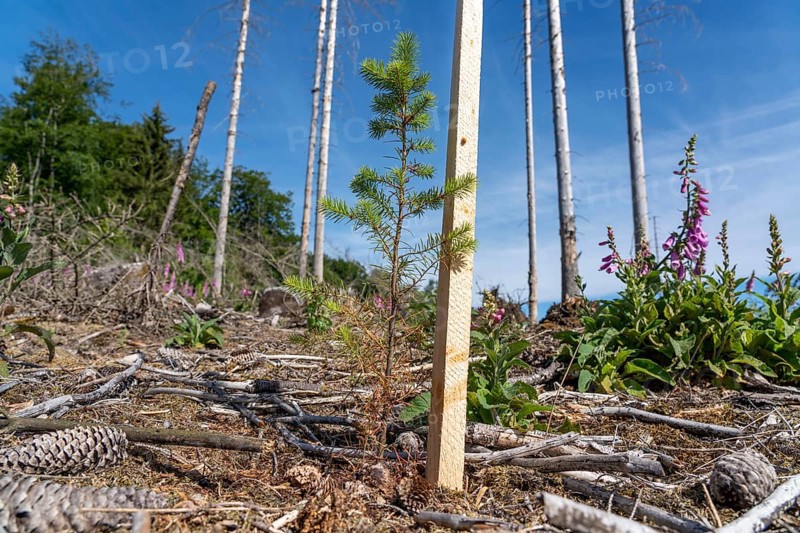 Reforestation in the Arnsberg Forest near Hirschberg, Soest district, young conifers, green Douglas firs, on the site of a spruce forest that had died and been felled due to heavy bark beetle infestation, North Rhine-Westphalia, Germany, Europe