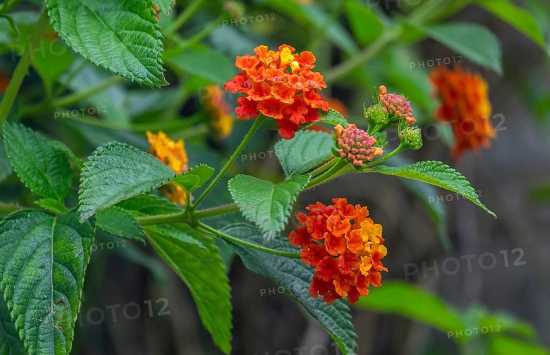 Lantana, North Rhine-Westphalia, Germany, Europe