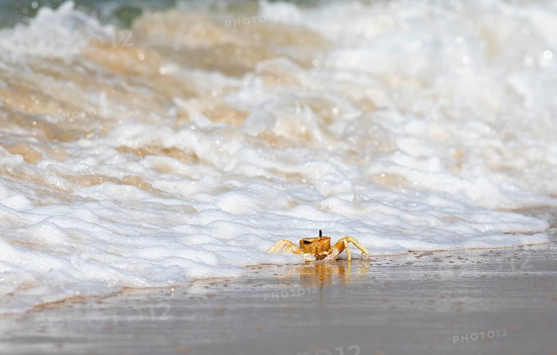 Horn-eyed Ghost crab (Ocypode brevicornis) struggling with the surf at Marari Beach or Strand, Mararikulam, Alappuzha district, Kerala, India, Asia