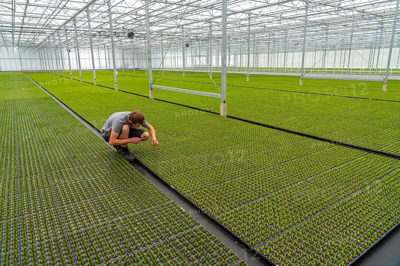Garden nursery, cuttings, heather, broom heather plants, Calluna vulgaris, in the propagation house, here the plants grow in high humidity to develop their own roots in front of they are repotted to grow into a lavender pot plant, North Rhine-Westphalia, Germany, Europe