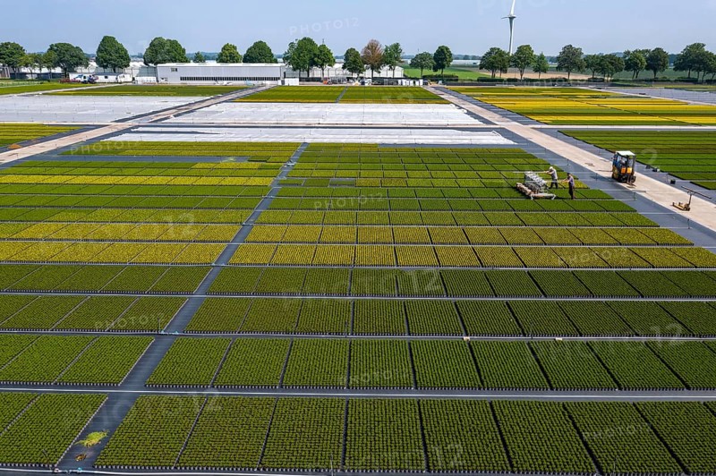 Horticultural business, broom heather plants, in flower pots, outdoors, Calluna vulgaris, are cut back to optimise the flowering behaviour, North Rhine-Westphalia, Germany, Europe