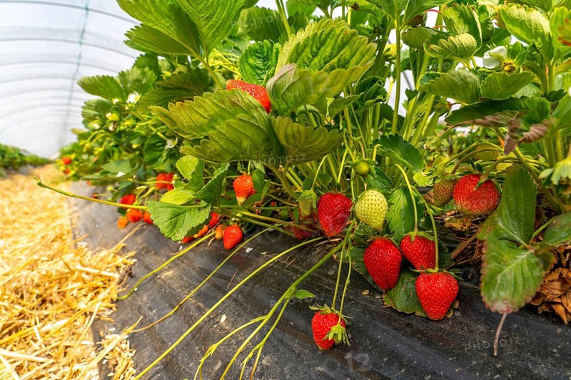 Harvest of strawberries, strawberry cultivation in the open, under a foil tunnel, young strawberry plants growing, in different stages of ripeness, near Dormagen, Rhineland, North Rhine-Westphalia, Germany, Europe