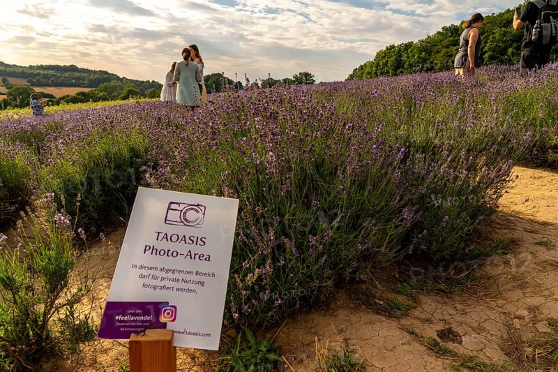Lavender fields in East Westphalia Lippe, OWL, near the village of Fromhausen, near Detmold, the company Taoasis has been planting organic lavender since 2017 for the production of fragrances, the fields attract many thousands of visitors in summer, North Rhine-Westphalia, Germany, Europe