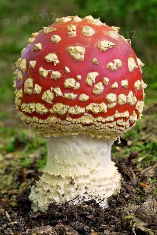 Fly agaric (Amanita muscaria), fruiting body, North Rhine-Westphalia, Germany, Europe