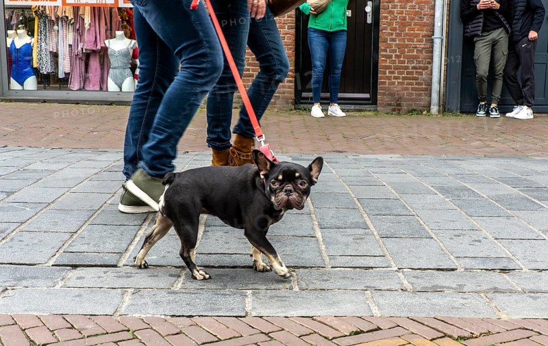 Dogs on a lead, on a pavement, dog perspective, walking between people in a pedestrian zone