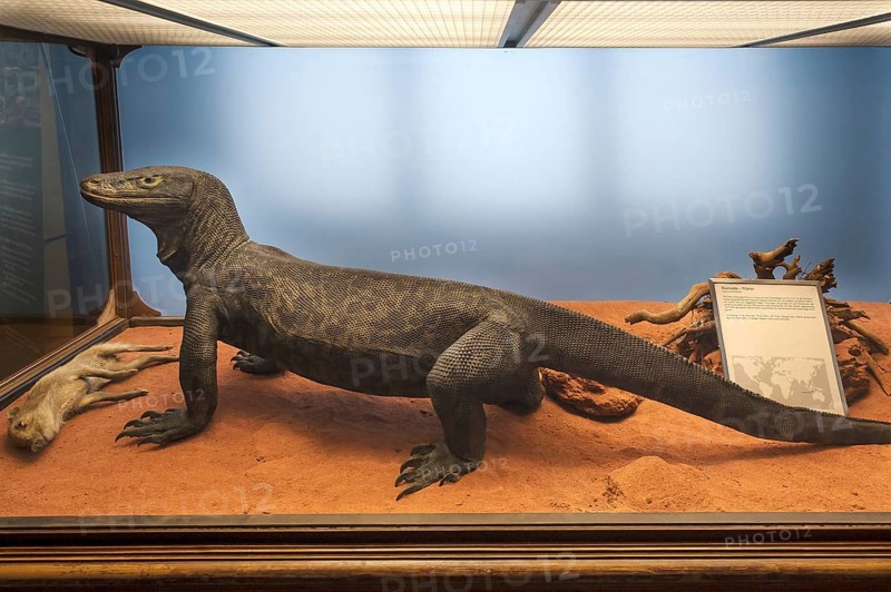 Komodo dragon (Varanus komodoensis), Natural History Museum, opened 1889, Vienna, Austria, Europe