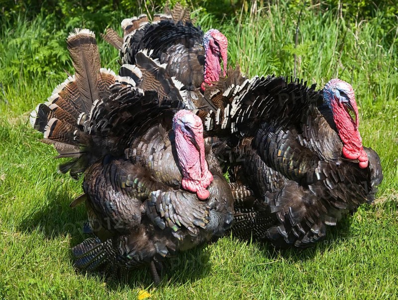 Black Spanish or the Norfolk Black turkey breed outside on grass lawn