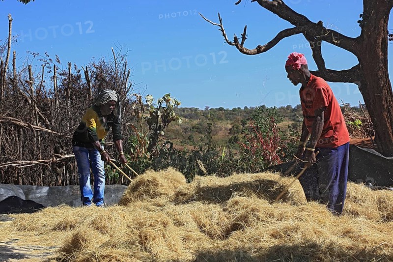 South Ethiopia, the Benna people, in a Benna village, farmers threshing teff, grain, harvesting grains from the ears, Ethiopia, Africa