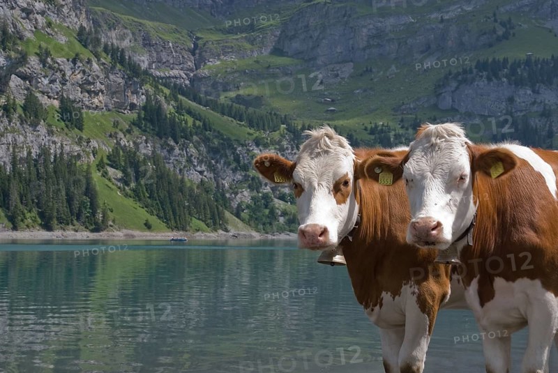 Cattle on the shore of Lake Oeschinen, Bernese Oberland, Switzerland, Europe