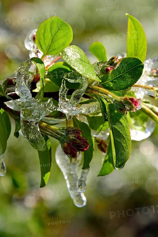 Europe, Germany, Hamburg metropolitan region, Altes Land near Hamburg, fruit growing, irrigation during frost, blossom protection, apple tree, frost, Hamburg, Hamburg, Federal Republic of Germany, Europe
