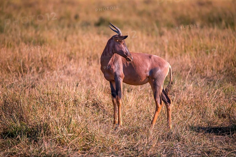 Africa, Botswana, antelope, lyrebird, Botswana, Africa