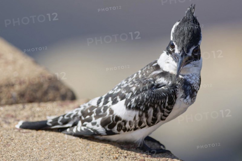 Pied kingfisher (Ceryle rudis), female, perched on the guardrail, overlooking the Olifants River, animal portrait, Kruger National Park, South Africa, Africa