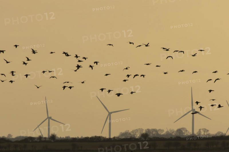Brent goose (Branta bernicla) adult birds in flight in a flock or skein with wind turbines in the background, Norfolk, England, United Kingdom, Europe
