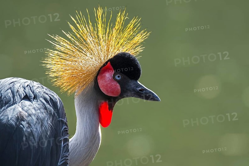 Grey crowned crane (Balearica regulorum) close up portrait showing bright red inflatable throat pouch, native to eastern and southern Africa