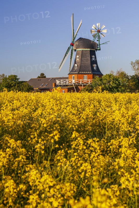 Traditional windmill in the evening light, sunny, idyllic, rape field, North Sea island Föhr, Schleswig-Holstein, Germany, Europe