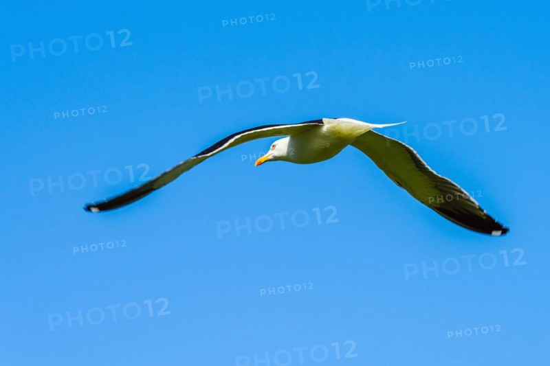 European Herring Gull, Larus argentatus bird in flight