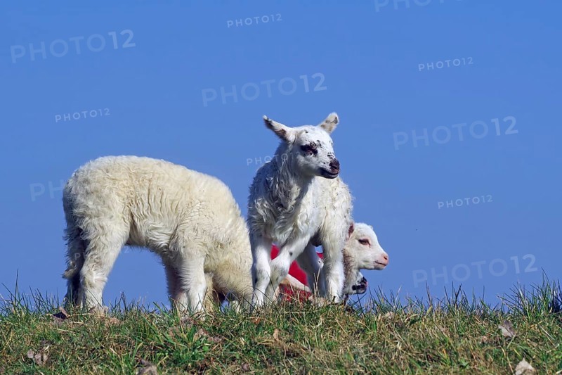 Three lambs standing on a green meadow under a blue sky, Elbe dyke, Hitzacker, Damnatz, Wendland, Lower Saxony, Germany, Europe