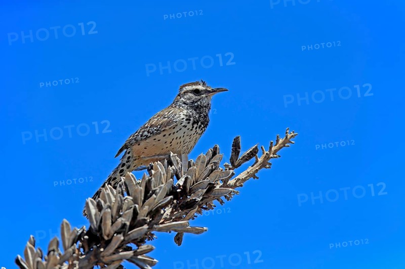 Cactus wren (Campylorhynchus brunneicapillus), adult, on wait, Sonora Desert, Arizona, North America, USA, North America