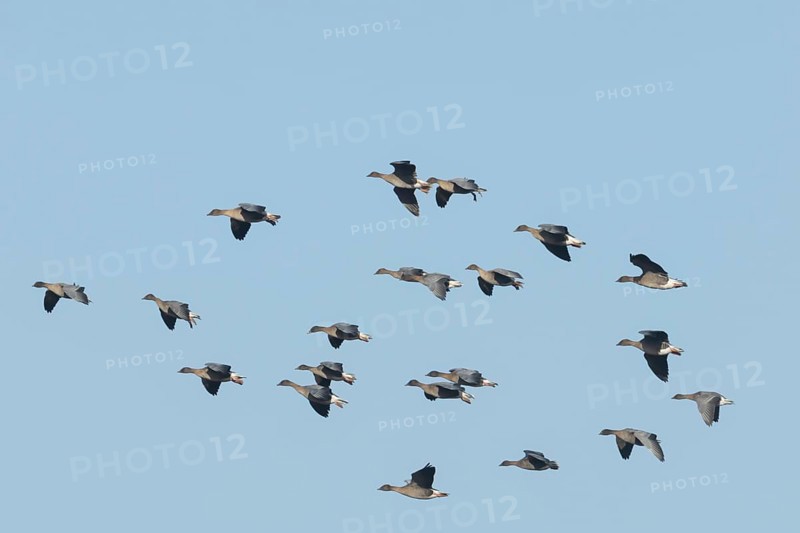 Pink-footed goose (Anser brachyrhynchus) adult geese in a large flock or skein in flight, Norfolk, England, United Kingdom, Europe