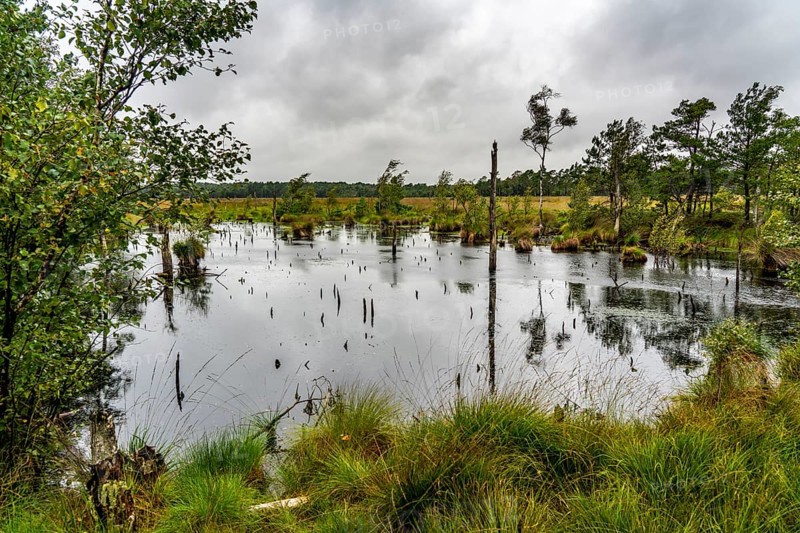 The Pietzmoor, raised bog in the Lüneburg Heath nature reserve, near Schneverdingen, Lower Saxony, Germany, Europe
