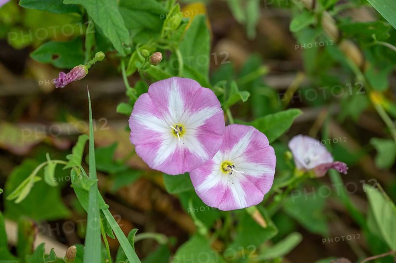 Flowering field bindweeds (Convolvulus arvensis), Bavaria, Germany, Europe