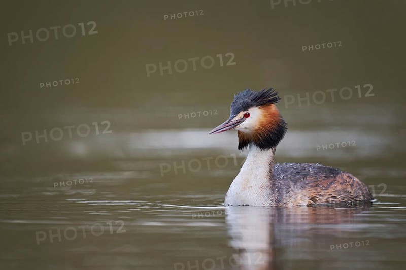 Great Crested Grebe (Podiceps cristatus), Lower Saxony, Germany, Europe