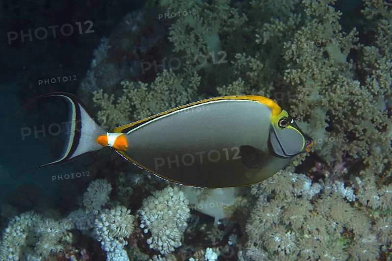 Indian yellow blade nose doctor (Naso elegans), dive site House Reef, Mangrove Bay, El Quesir, Red Sea, Egypt, Africa